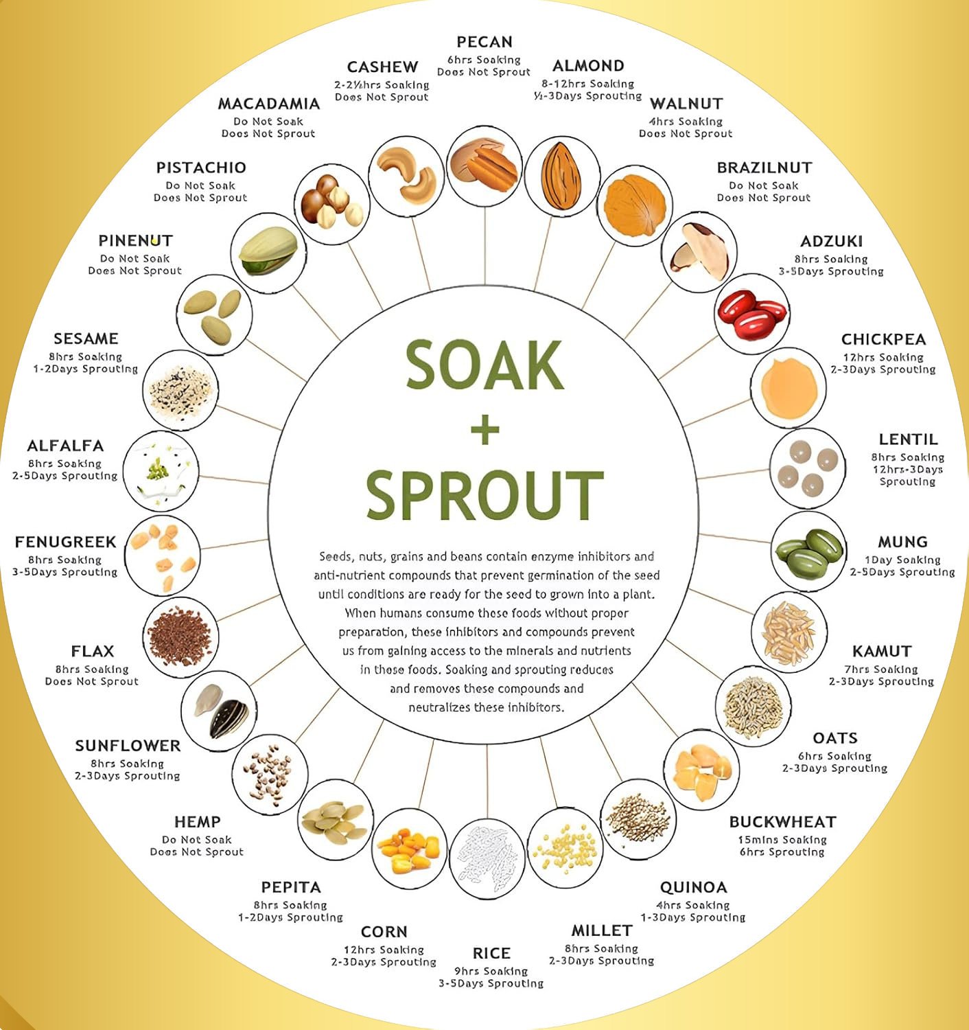 Anjali Super Sprout Diet Deck Single & Double
